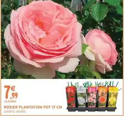 Intermarché Rosier plantation pot 17 cm offre