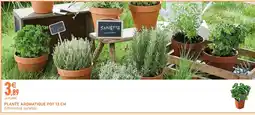 Intermarché Plante aromatique pot 13 cm offre