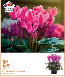 Intermarché Cyclamen pot 10.5 cm offre