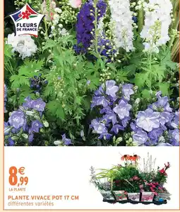 Intermarché Plante vivace pot 17 cm offre