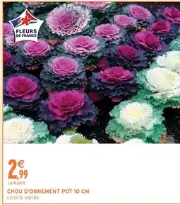 Intermarché Chou d'ornement pot 10 cm offre