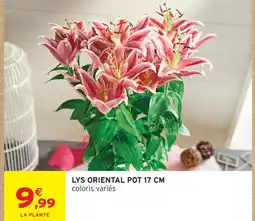 Intermarché Lys oriental pot 17 cm offre