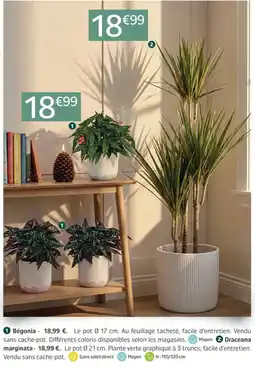 Jardiland Bégonia offre