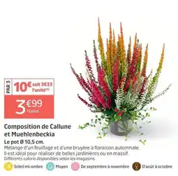 Jardiland Composition de Callune et Muehlenbeckia offre