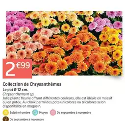 Jardiland Collection de Chrysanthèmes offre