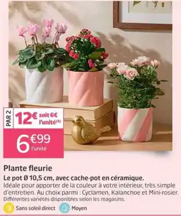 Jardiland Plante fleurie offre