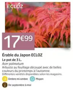 Jardiland ECLOZ Érable du Japon offre