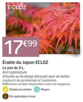 ECLOZ Érable du Japon