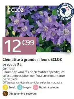 Jardiland ECLOZ Clématis offre