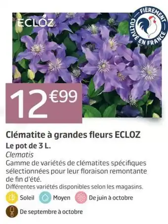 ECLOZ Clématis