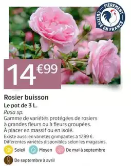 Jardiland Rosier buisson offre