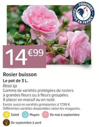 Rosier buisson