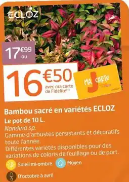 Jardiland ECLOZ Bambou sacré offre
