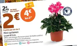 Jardiland Mini-cyclamen offre