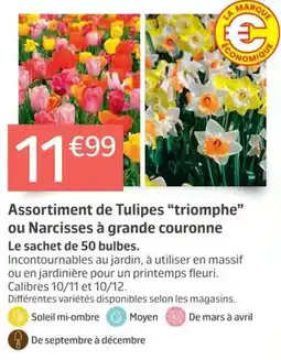 Jardiland Assortiment de Tulipes "triomphe" ou Narcisses à grande couronne offre