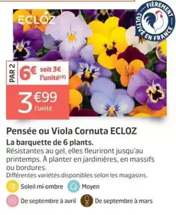 Jardiland ECLÓZ Pensée ou Viola Cornuta offre