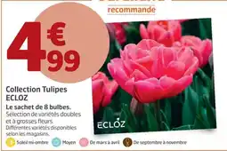 Jardiland ECLOZ Tulipes offre