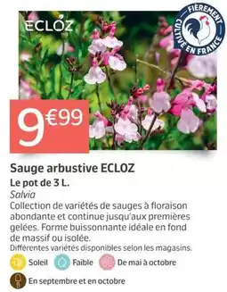 Jardiland ECLOZ Sauge arbustive offre