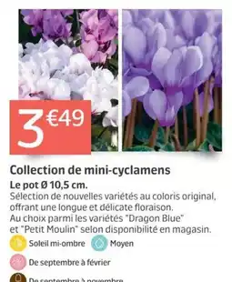 Jardiland Collection de mini-cyclamens offre