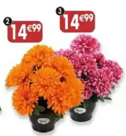 Maximo COLONA Chrysanthème offre