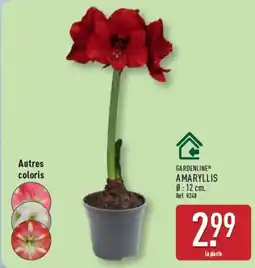 ALDI GARDENLINE® AMARYLLIS offre