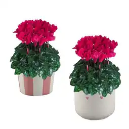 Jardiland Ecloz cyclamen midi ecloz offre