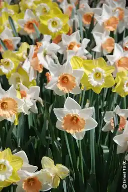 Jardiland Assortiment de tulipes triomphe ou narcisses à grande couronne offre