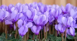 Jardiland Collection de mini-cyclamens offre