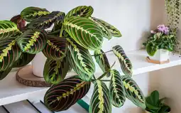 Jardiland Maranta offre