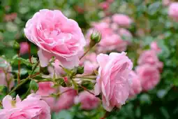 Jardiland Rosier buisson offre