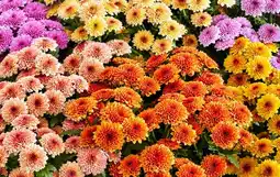 Jardiland Collection de chrysanthèmes offre