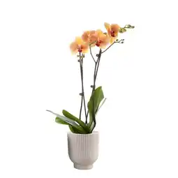 Jardiland Ecloz orchidée ecloz offre