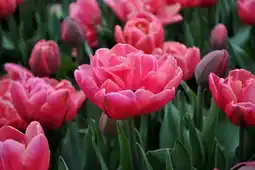 Jardiland Ecloz collection tulipes ecloz offre