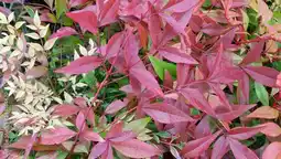 Jardiland Ecloz bambou sacré en variétés ecloz offre