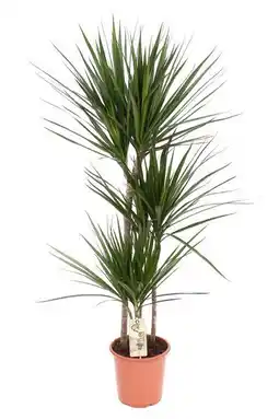 Jardiland Draceana marginata offre
