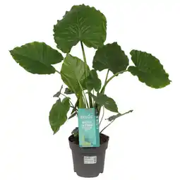 Jardiland Ecloz alocasia gageana ecloz offre