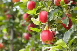 Jardiland Invivo nous on sème fruitier invivo nous on sème offre