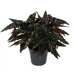 Jardiland Bégonia offre