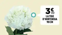 Centrakor La tige d'hortensia offre
