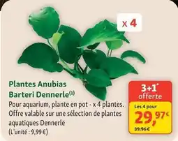 Maxi Zoo Plantes anubias barteri dennerle offre
