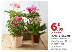 Bi1 LA PLANTE PLANTE FLEURIE offre