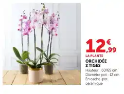 Bi1 LA PLANTE ORCHIDÉE offre