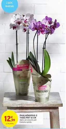 Intermarché Express Phalaenopsis 2 tiges pot 12 cm dans un couvre pot Coloris variés offre