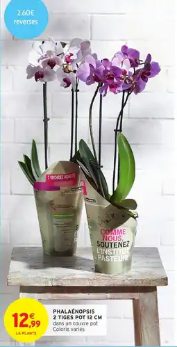 Intermarché Hyper PHALAÉNOPSIS offre