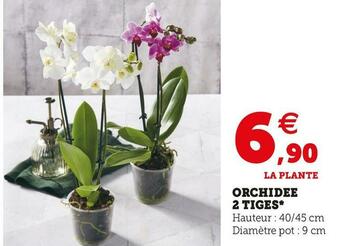 Super U Orchidee 2 tiges offre
