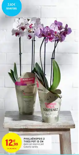 Intermarché Contact PHALAENOPSIS offre