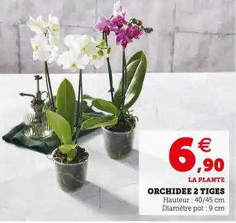 Super U Orchidee 2 tiges offre