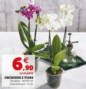 Super U Orchidee 2 tiges offre