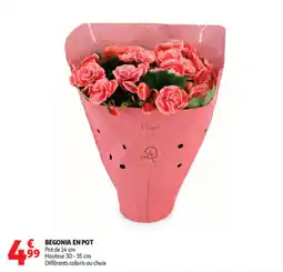 Auchan Supermarché Flair Begonia en pot offre