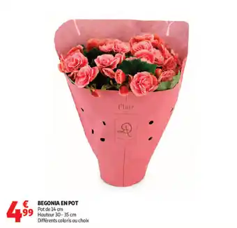 Flair Begonia en pot